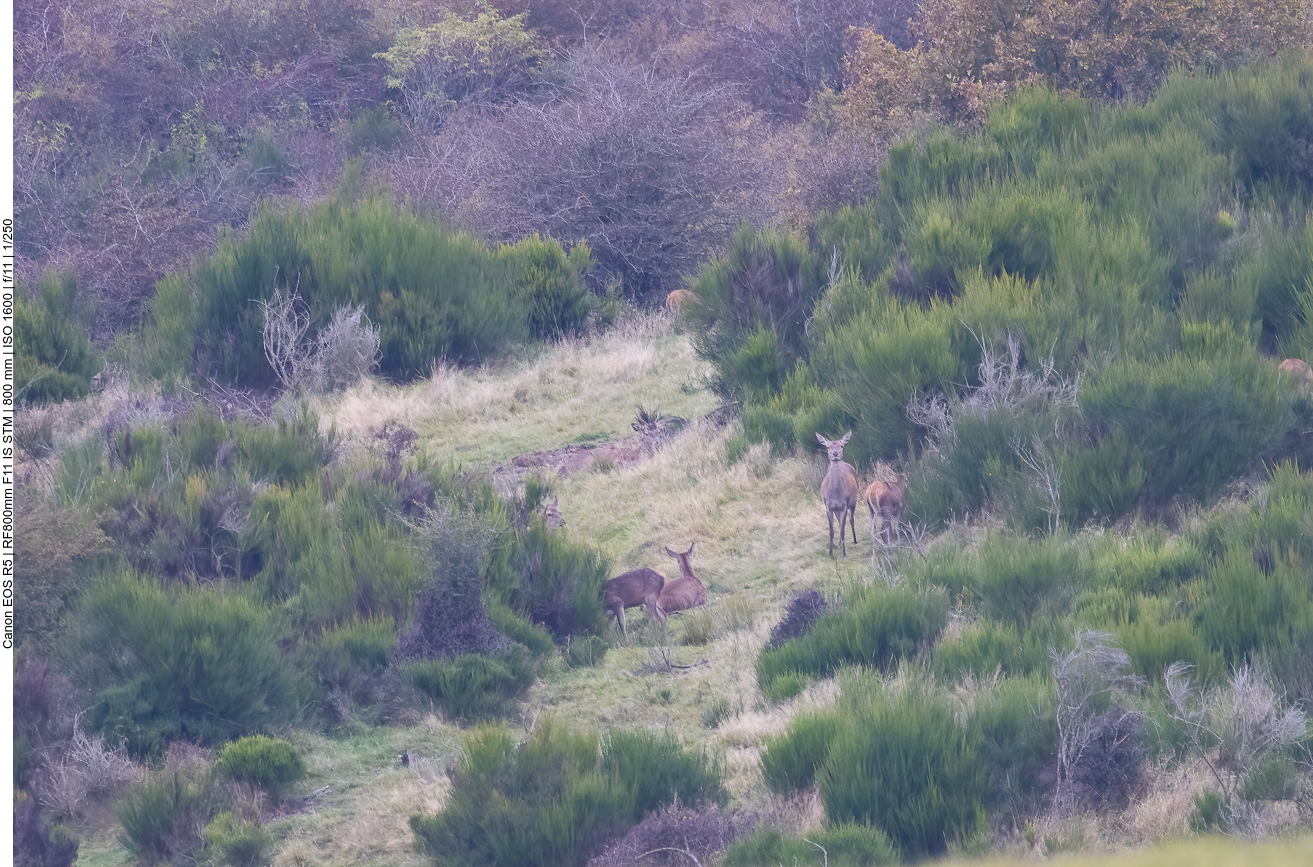 Einige Tiere verstecken sich im Gebüsch