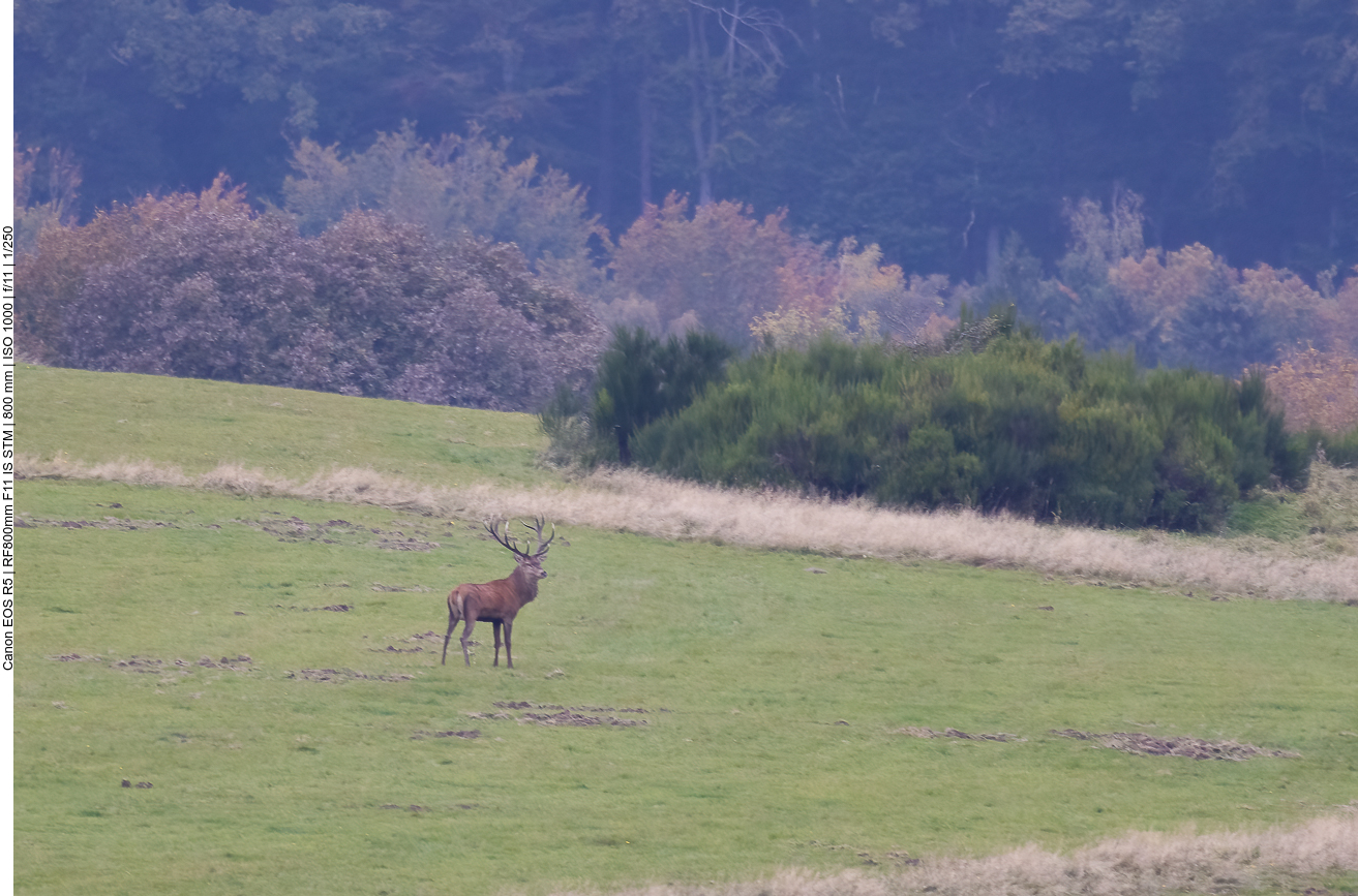 Einzelener älterer Hirsch