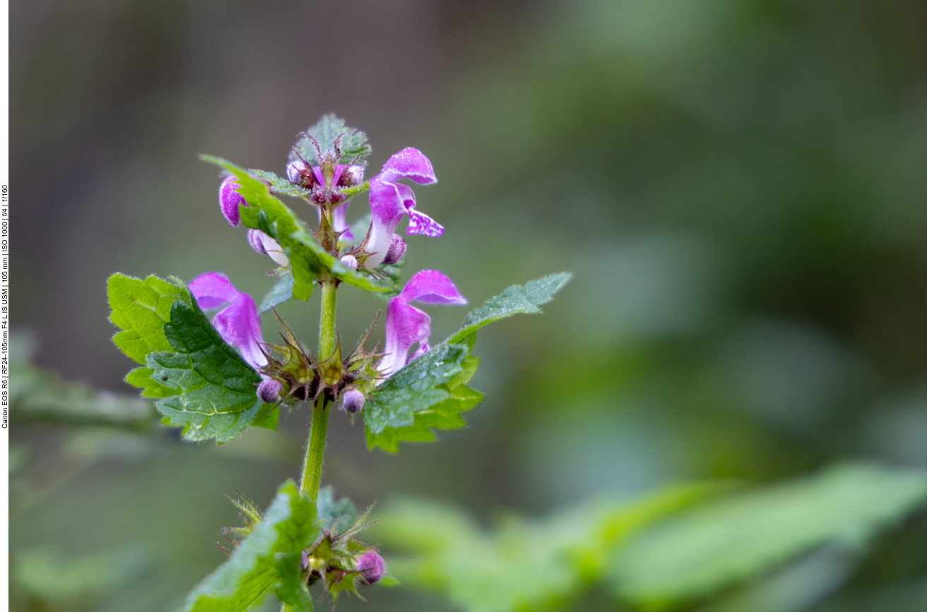 Gefleckte Taubnessel [Lamium maculatum]