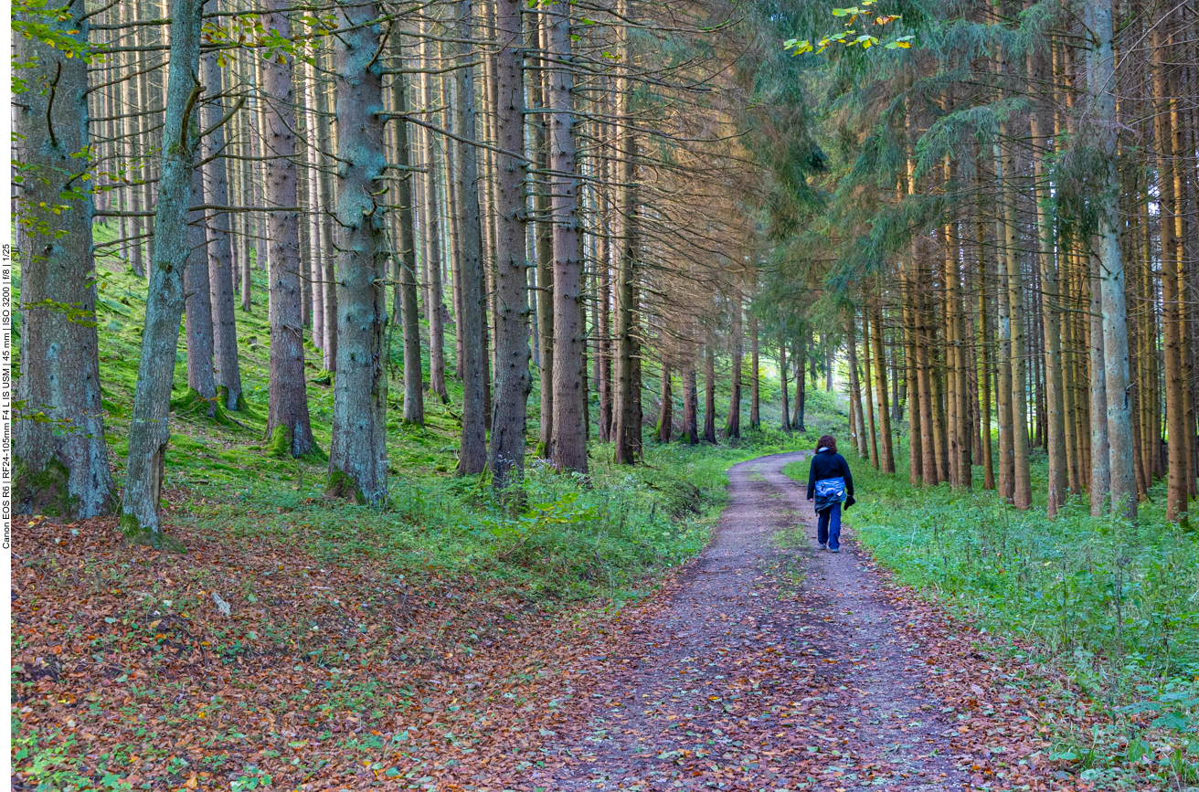 Lichter Wald