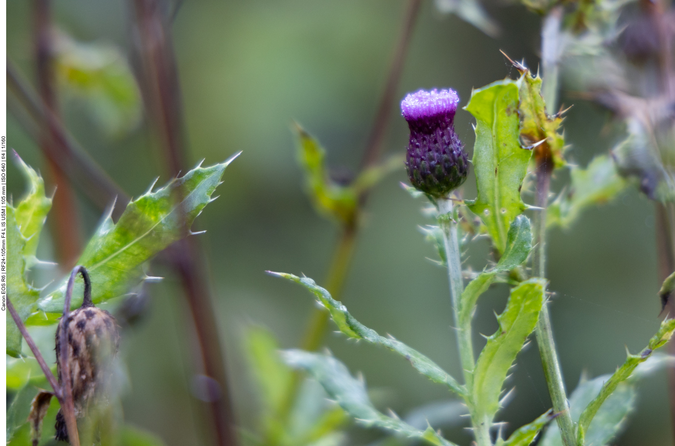 Acker Distel [Cirsium arvense]