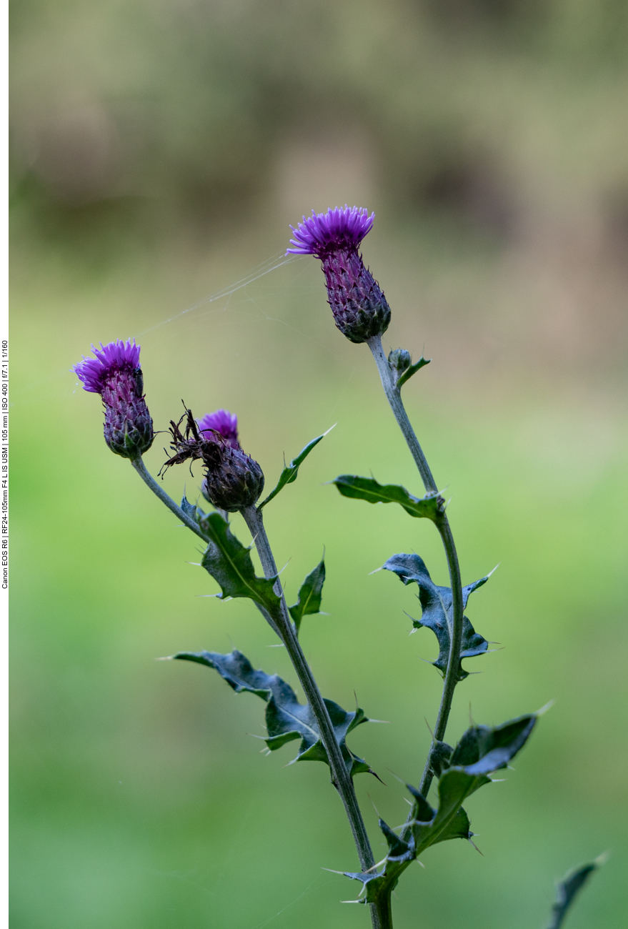 Acker Distel [Cirsium arvense]