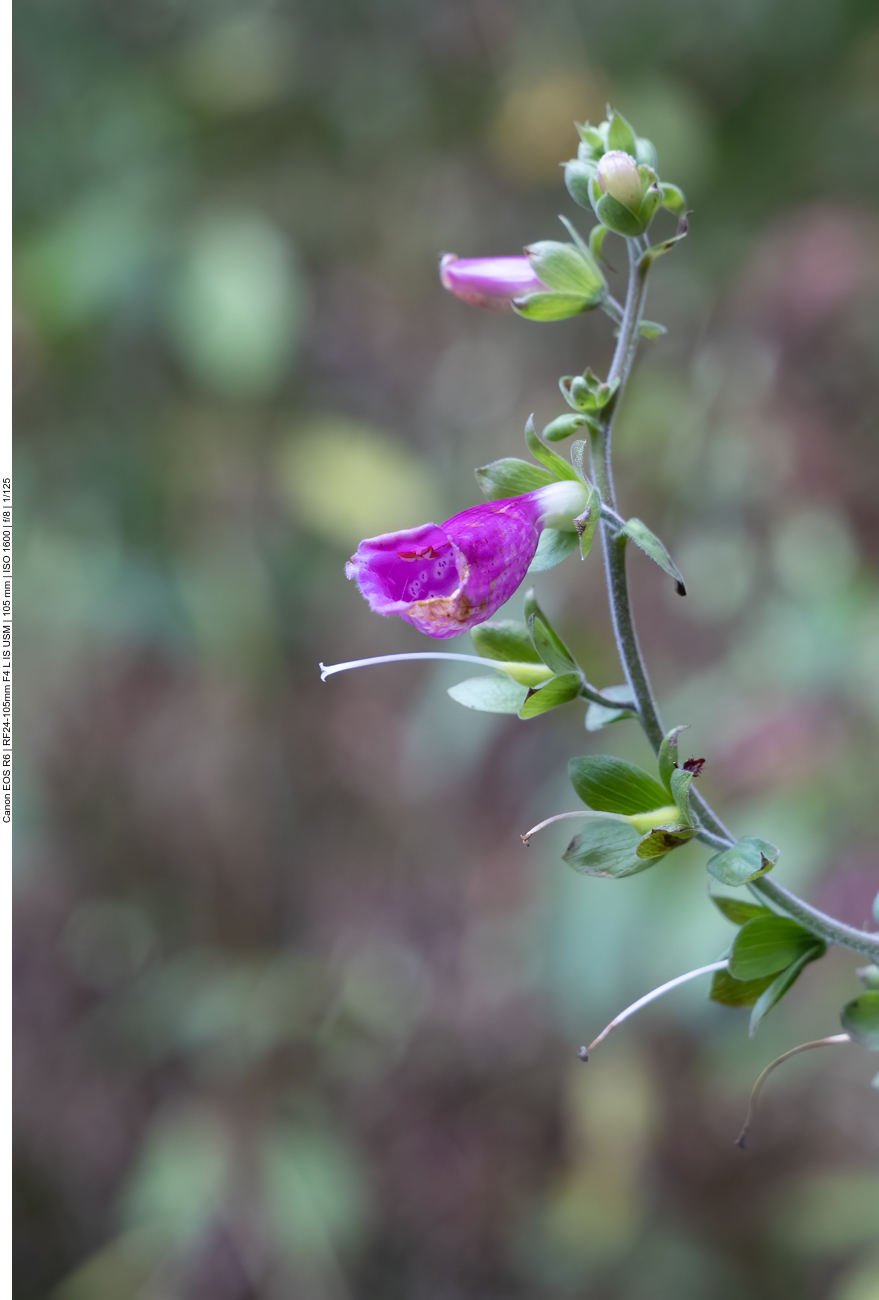 Roter Fingerhut [Digitalis purpurea]