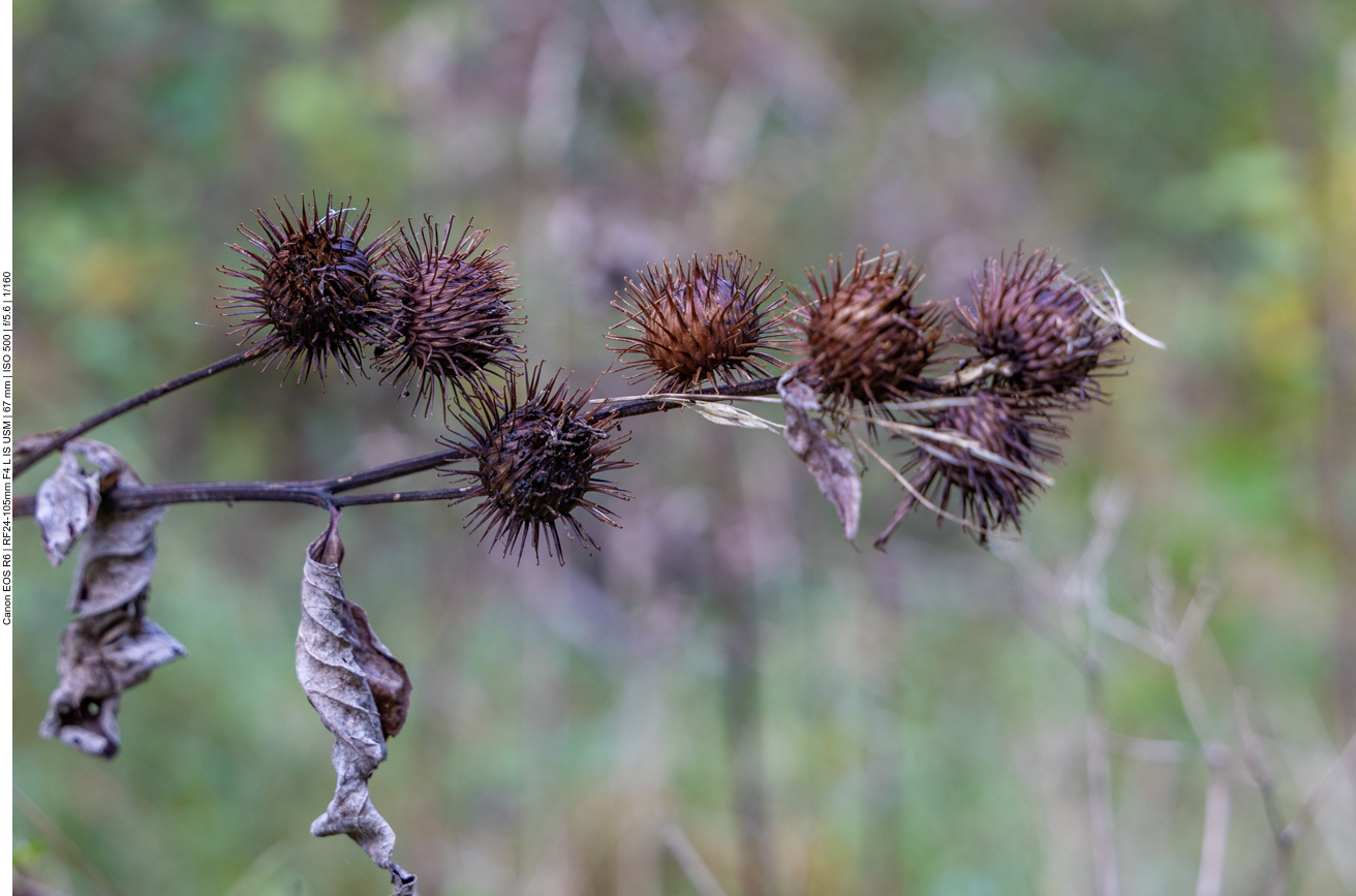 Kleine Klette [Arctium minus]