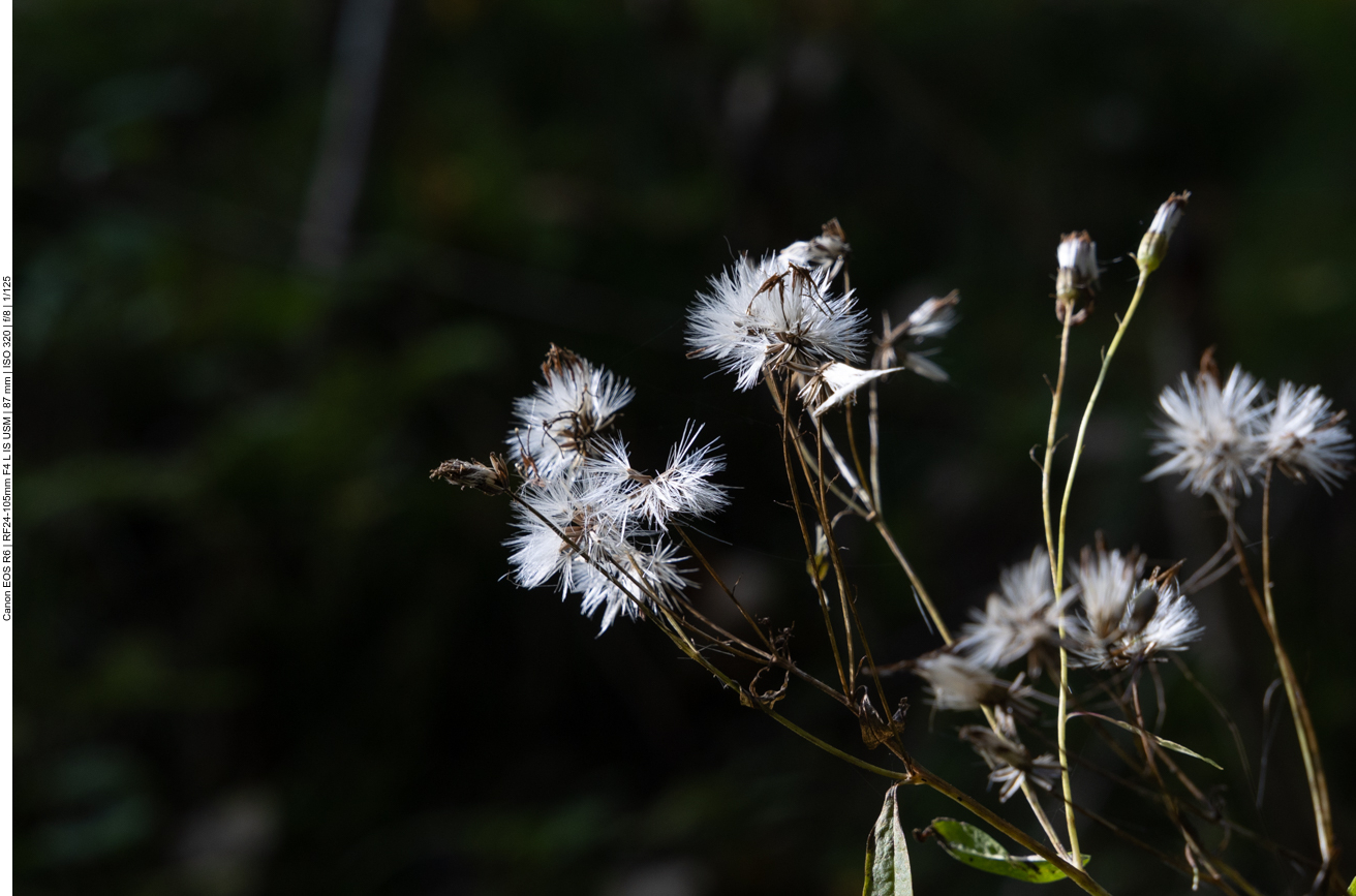 Fuchs' Kreuzkraut [Senecio ovatus]