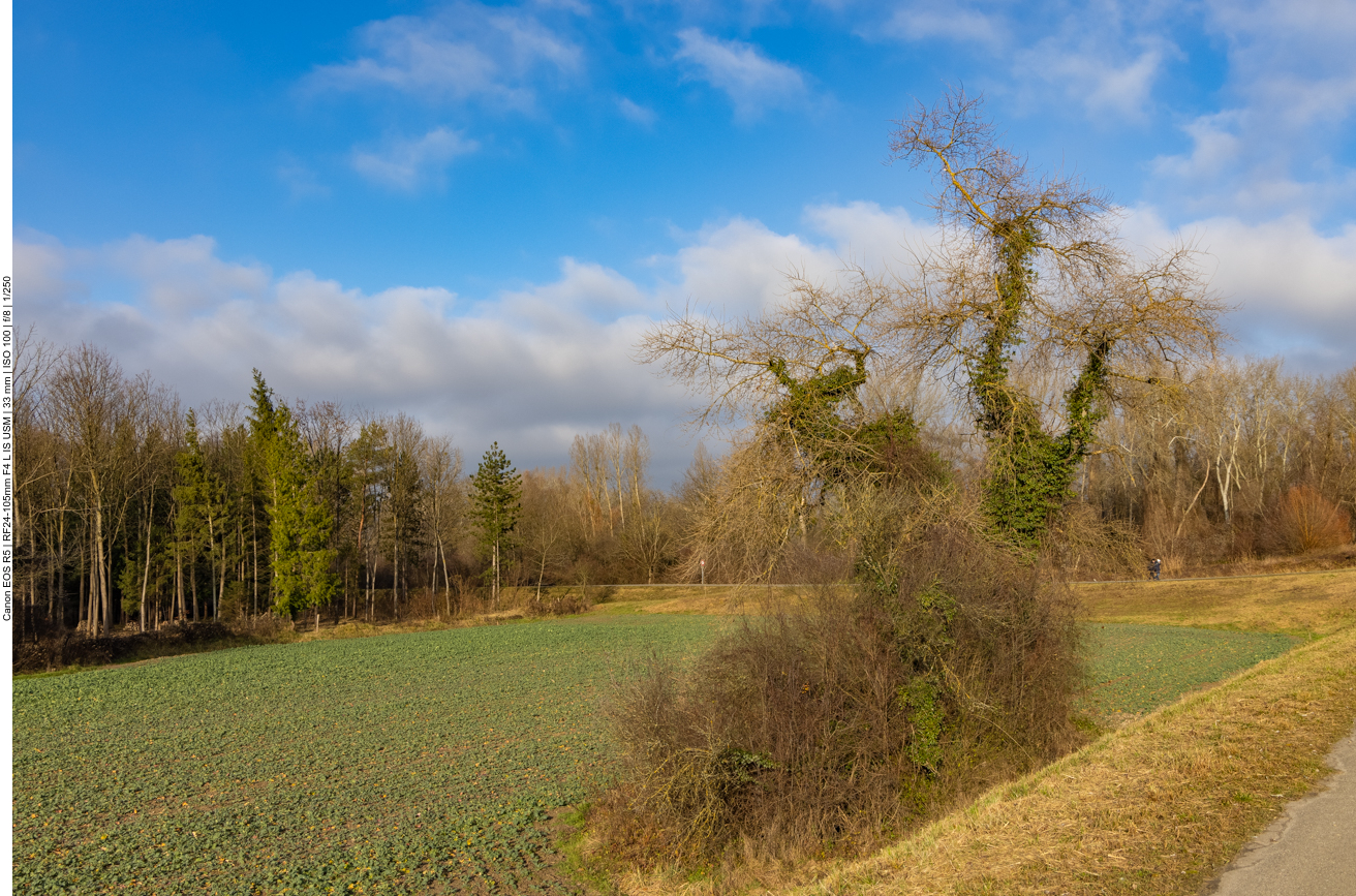 Einige Bäume sind von Schmarotzerpflanzen völlig überwuchert