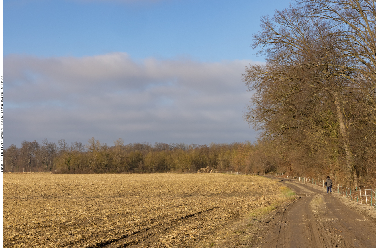 Etwas schlammiger Weg zwischen Feld und Wald