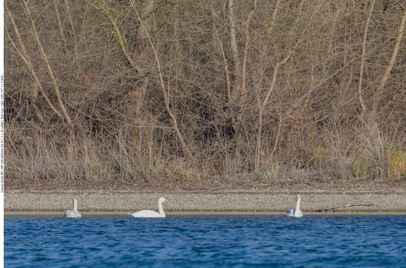 Schwäne am Ufer, leider zu weit entfernt