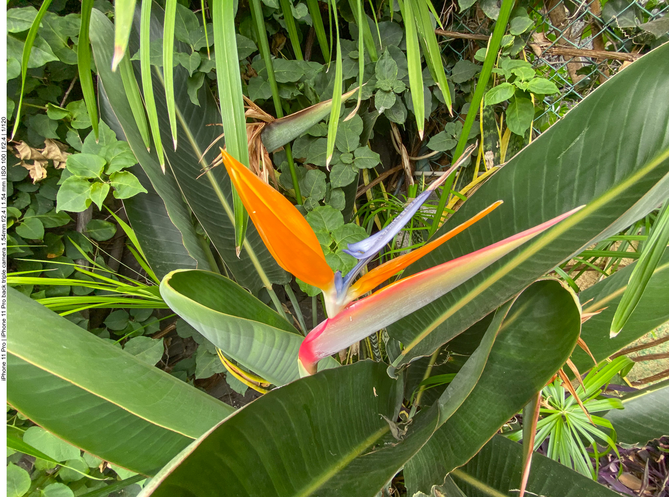 Strelizie [Strelitzia]