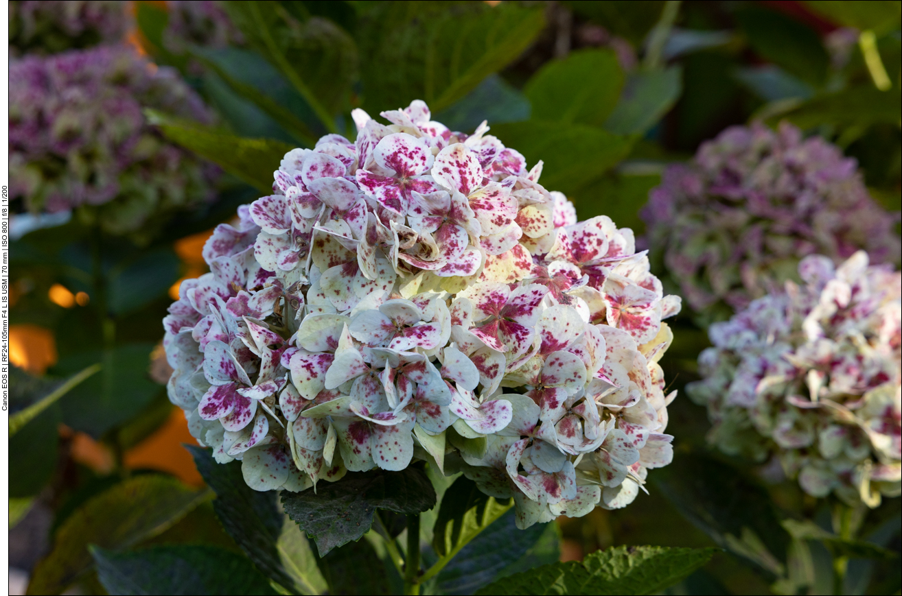 Hortensie [Hydrangeamacrophylla]