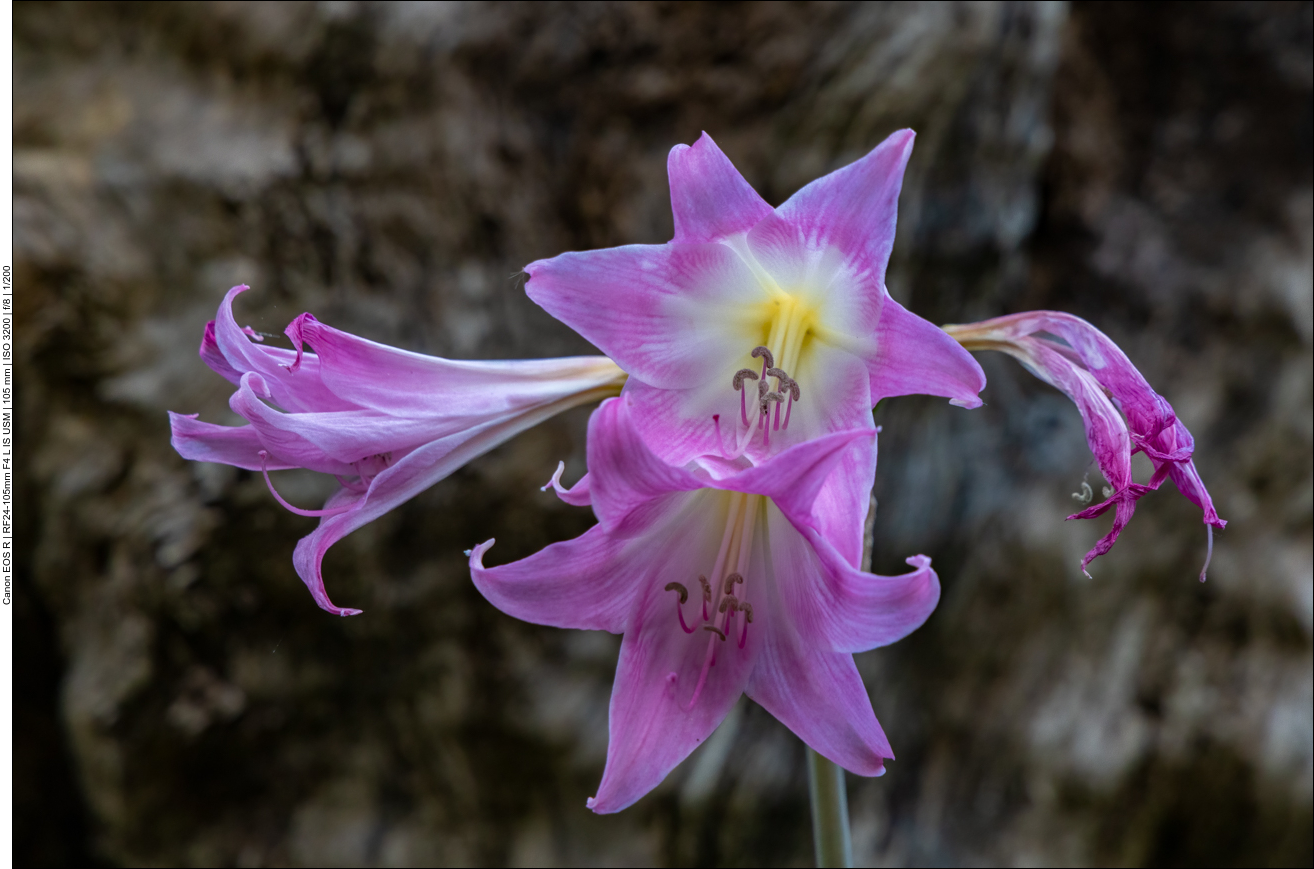 Belladonnalilie [Amaryllis belladonna