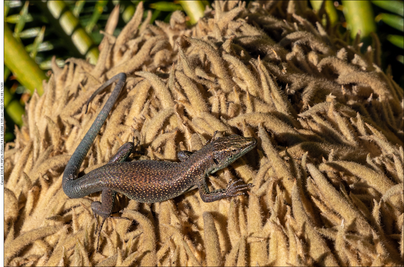 Eidechse auf einer Palme