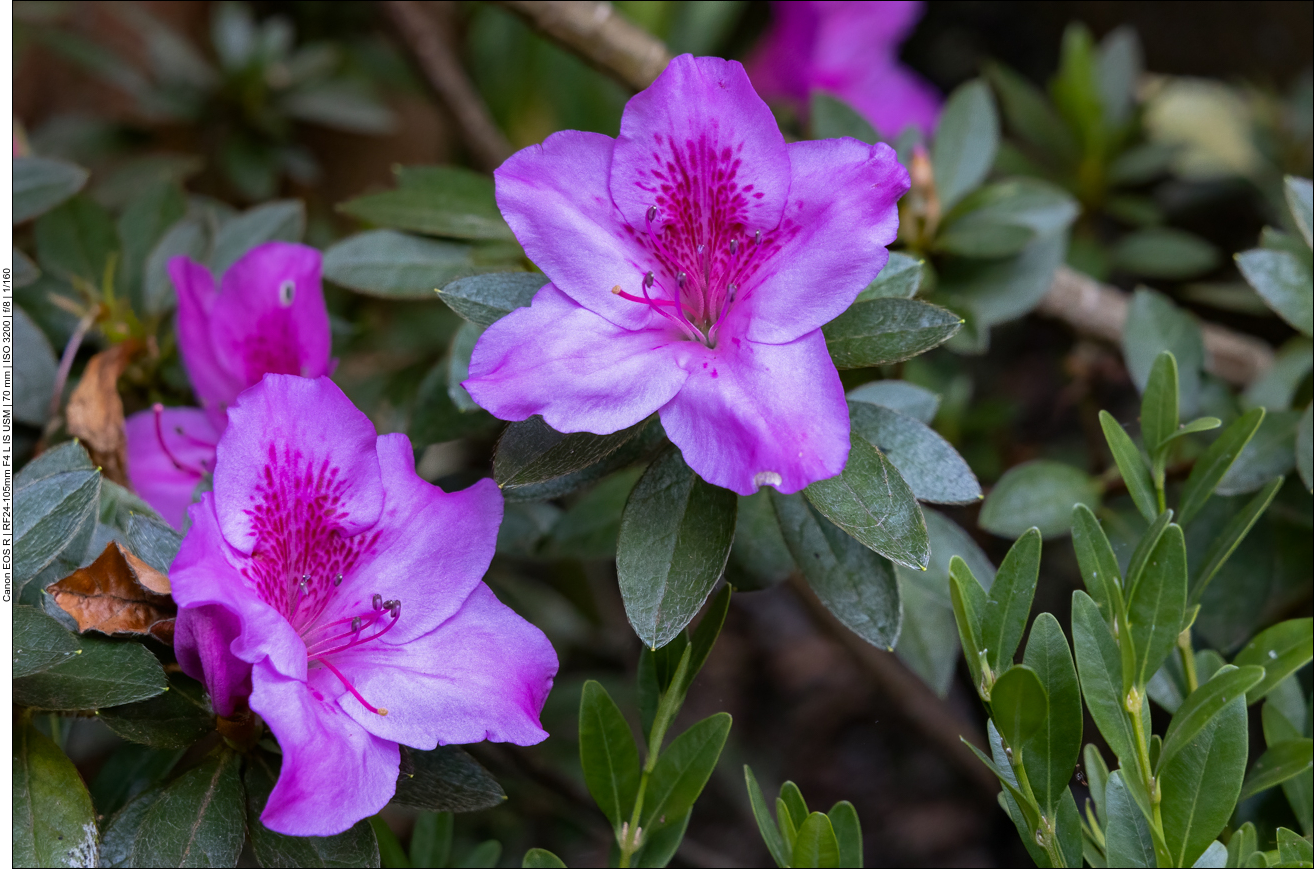 Azalee [Rhododendron simsii]