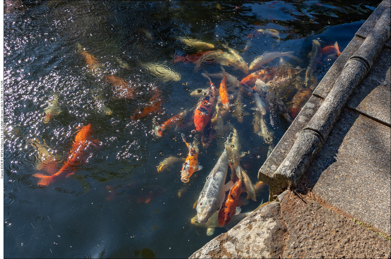 Betteln um Futter ;-)