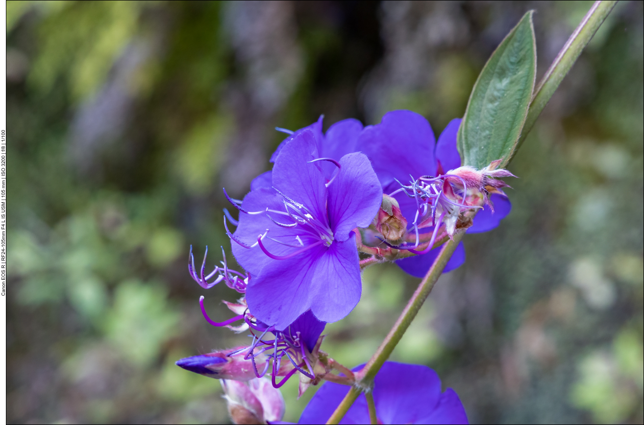 Gl&auml;nzende Tibouchina [Tibouchina urvilleana]