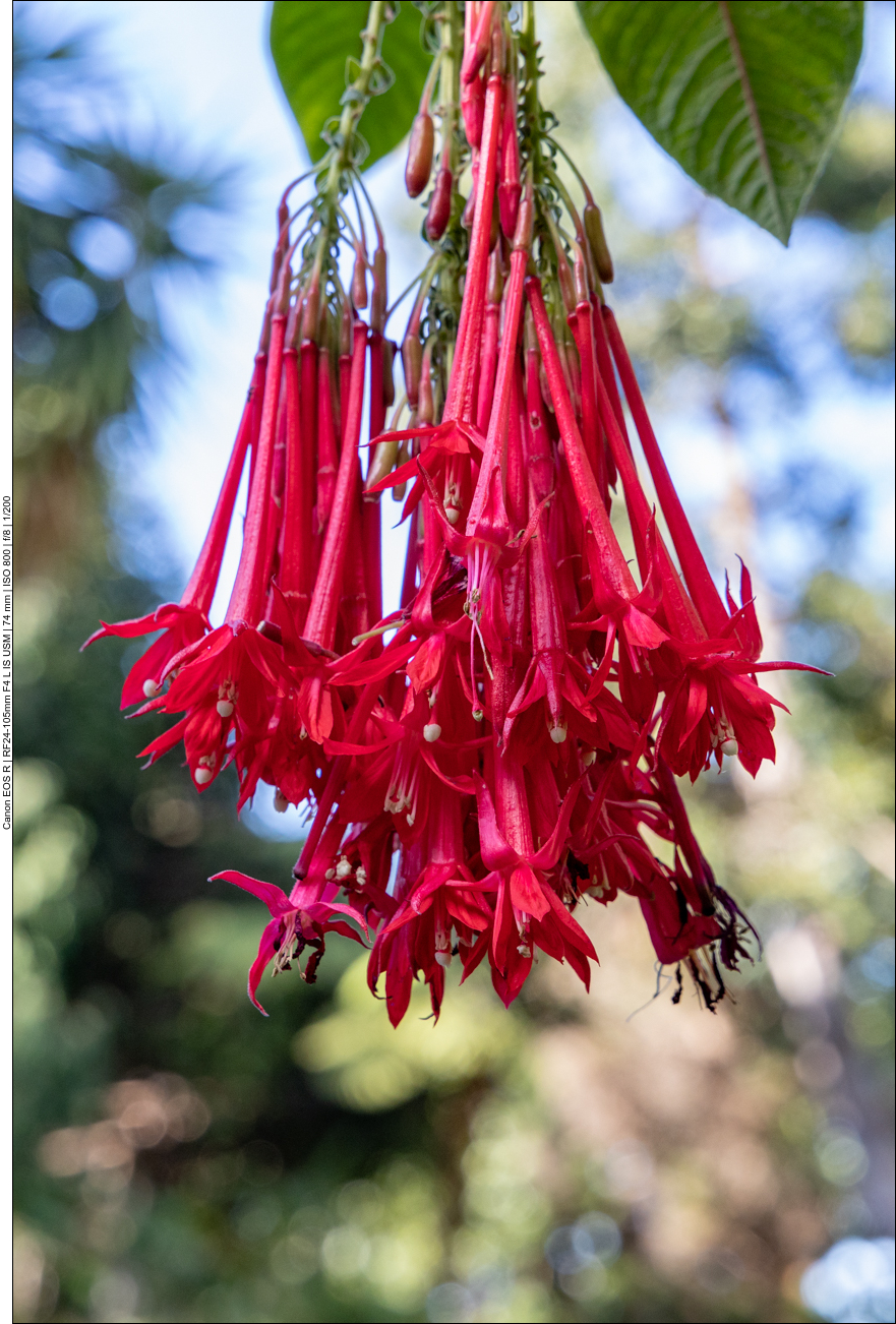 Bolivianische Fuchsie [Fuchsia boliviana]