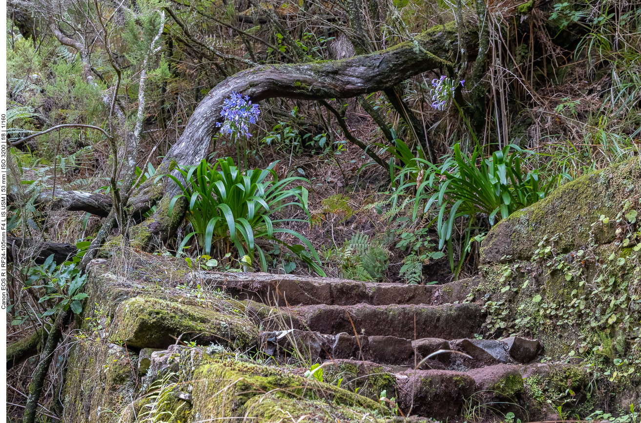 Schöne Blüten im dunklen Wald