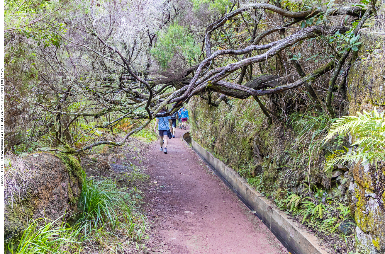 Ab und zu wachsen Äste über den Weg