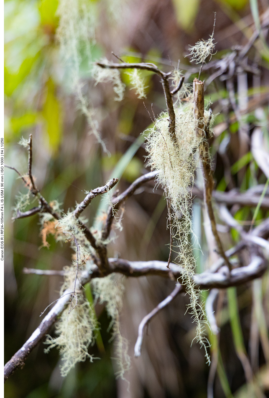Durch die Feuchtigkeit wächst viel Spanish Moss an den Bäumen