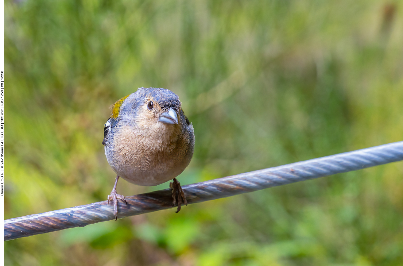 Neugieriger Vogel ...