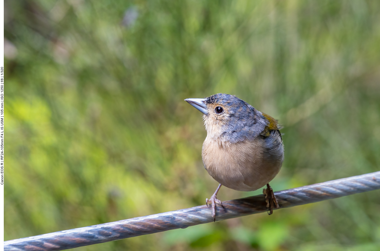 ... der keine Angst zeigte ...