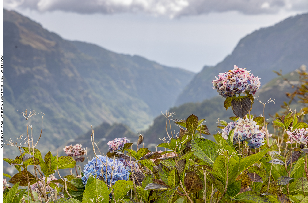 Hortensien [Hydrangeamacrophylla]