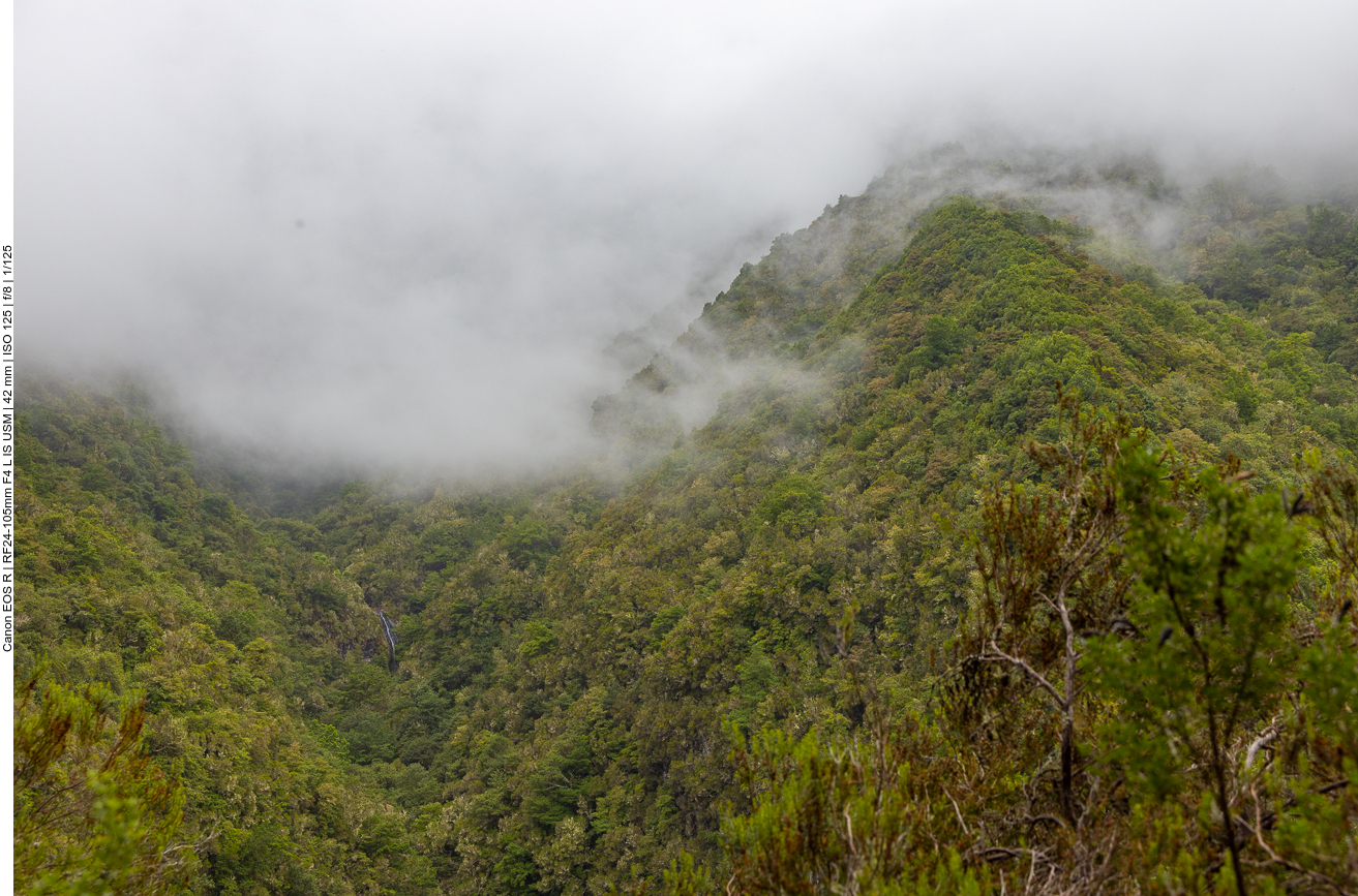 Nebel über dem "Regenwald"