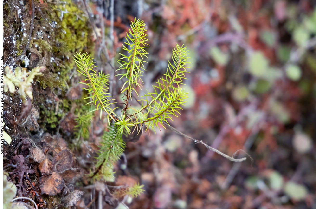 Berg B&auml;rlapp [Lycopodium annotinum]