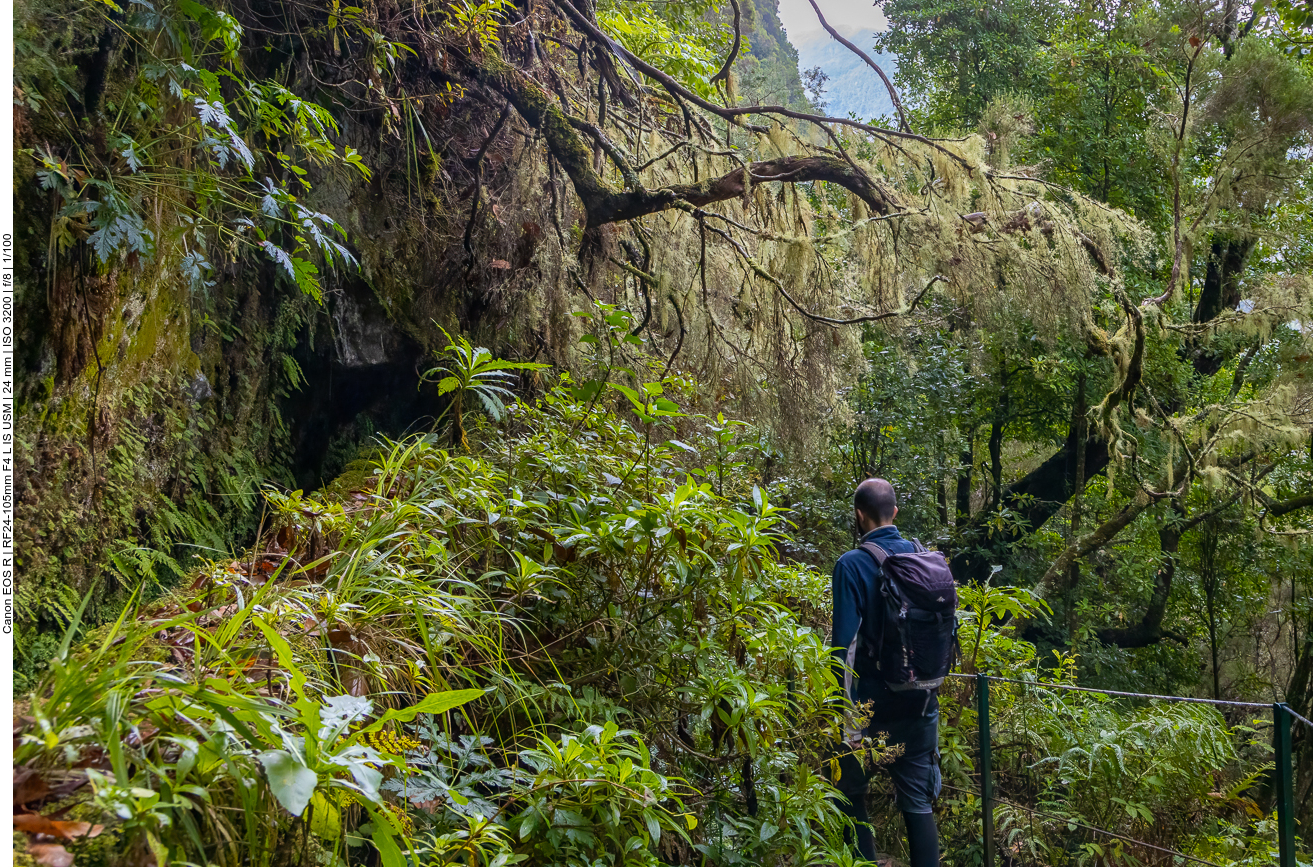 Dschungelartige Umgebung ...