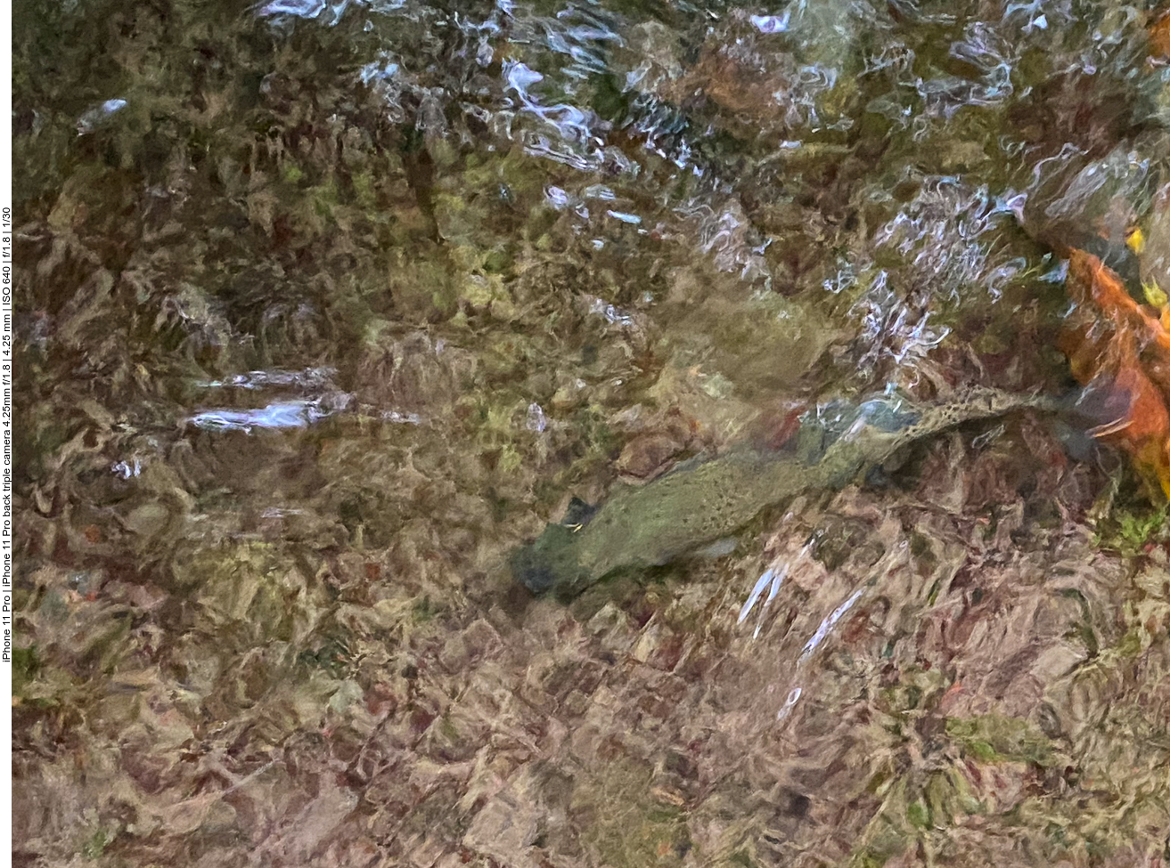 ... gibt es Forellen, die aus einer Fischzucht entkommen sind