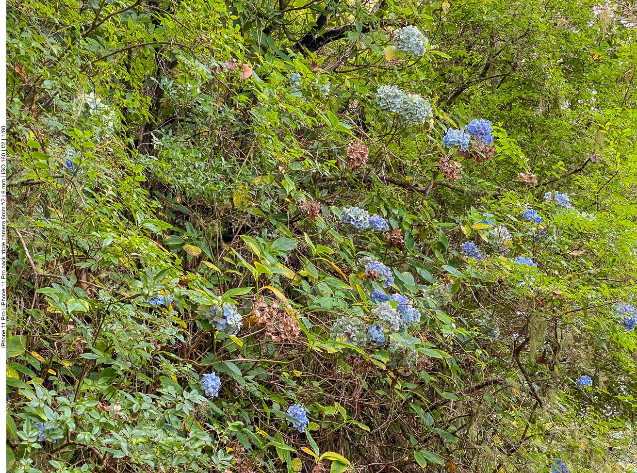 ... manchmal sogar buschweise