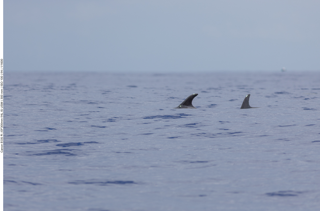 ... doch schon sind wir auf dem Meer ...