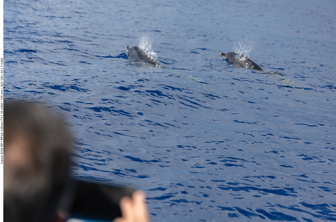... und seltener den Kopf des Delfins - wenn er nicht vom Kopf eines Mitfahrers verdeckt wird ;-)