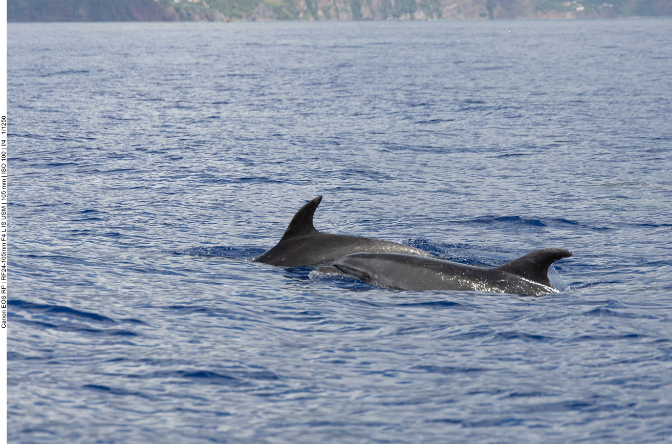 Leider sind die Tiere nur kurz zu sehen