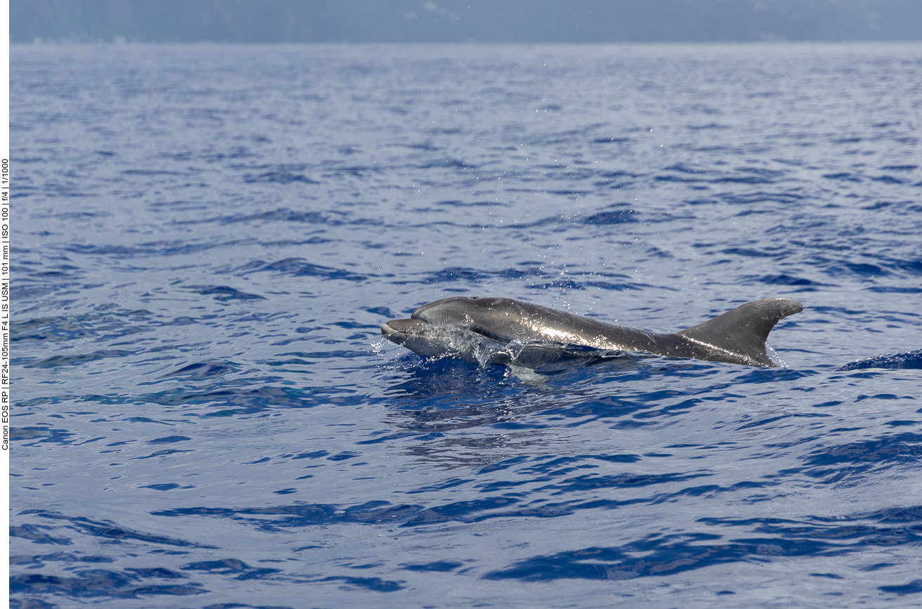 Hier ein letztes Exemplar der Tour