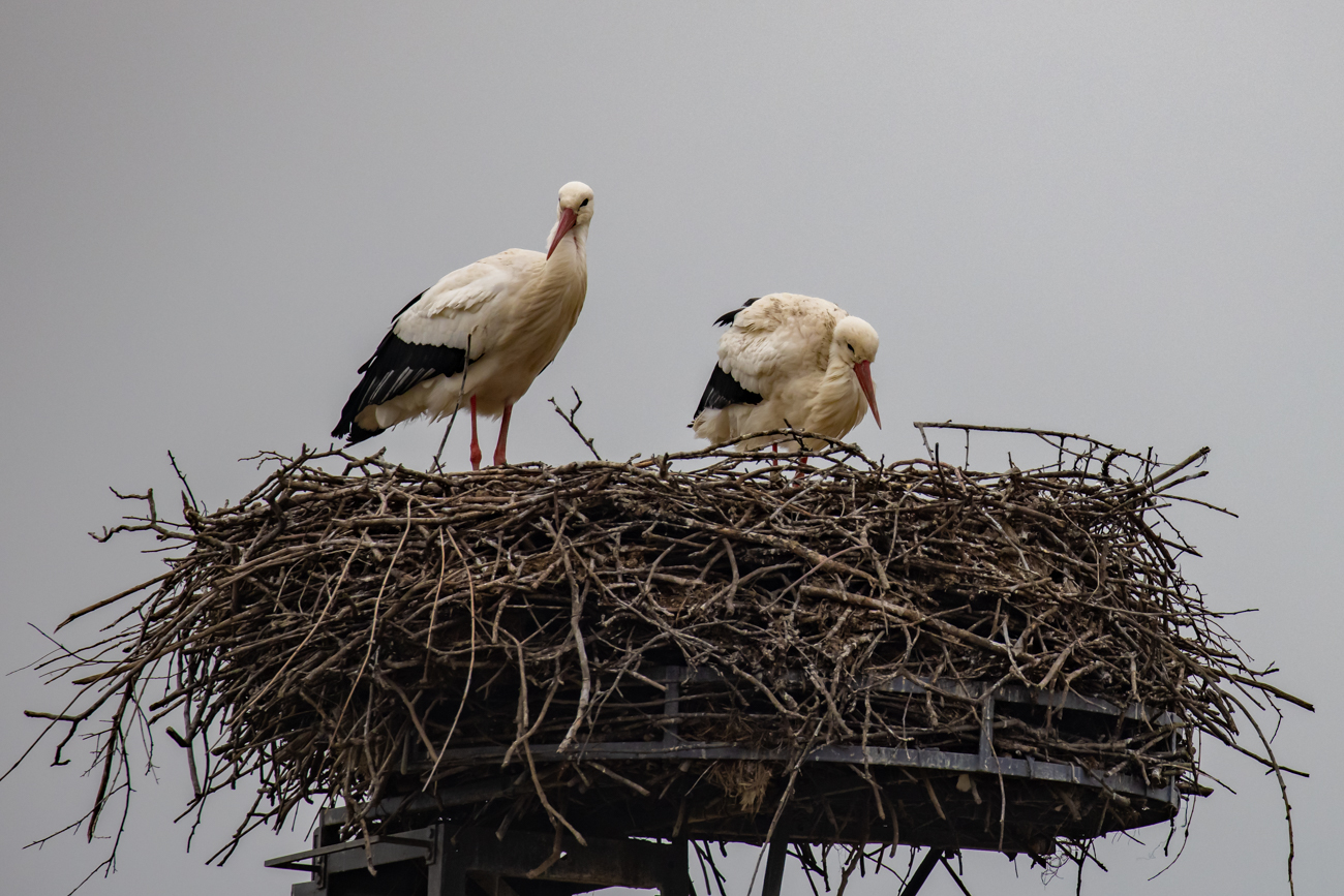 Am Storchennest