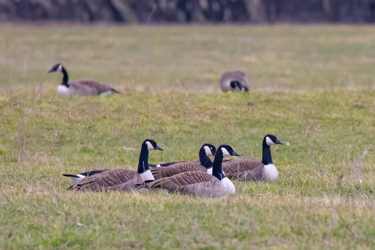 Kanadagänse auf der Wiese