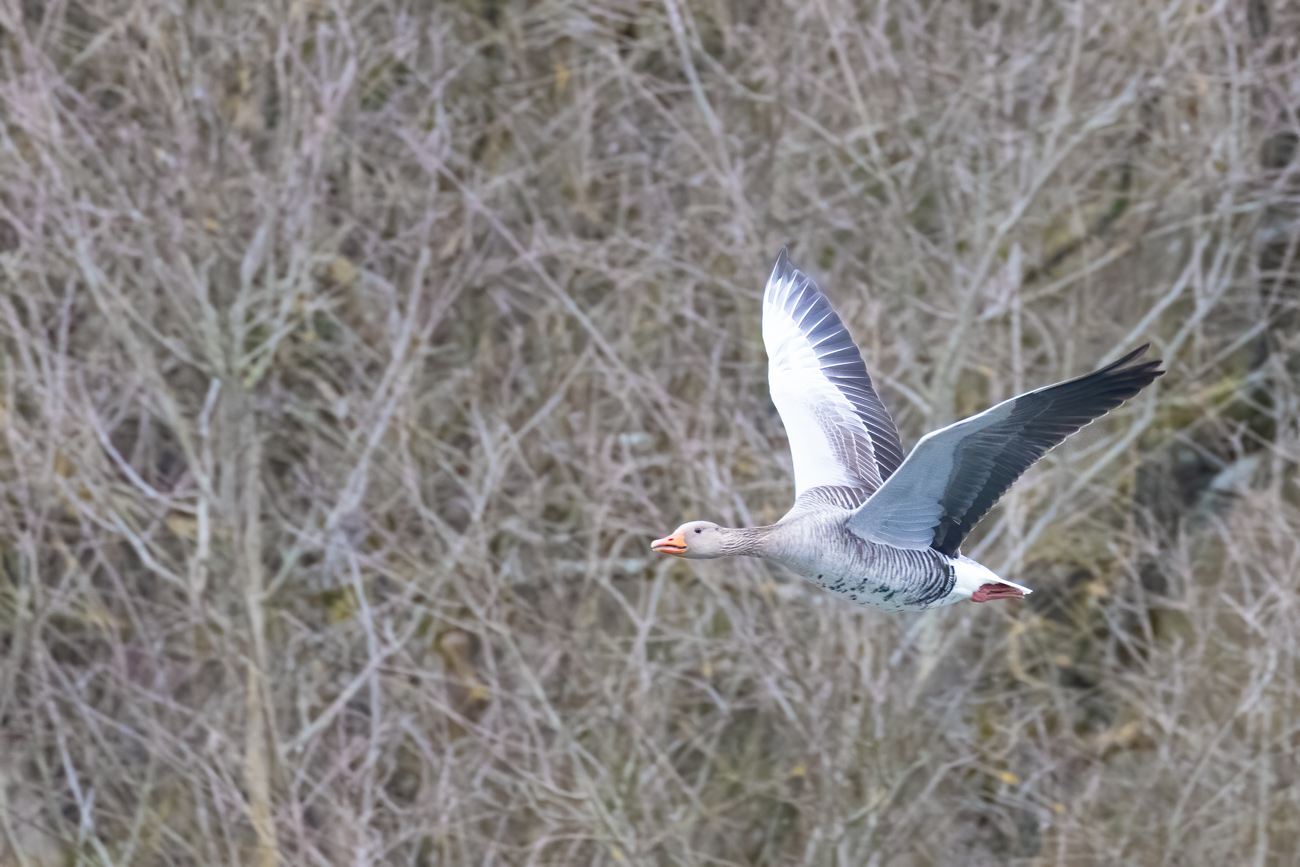 Eine Graugans fliegt vorbei