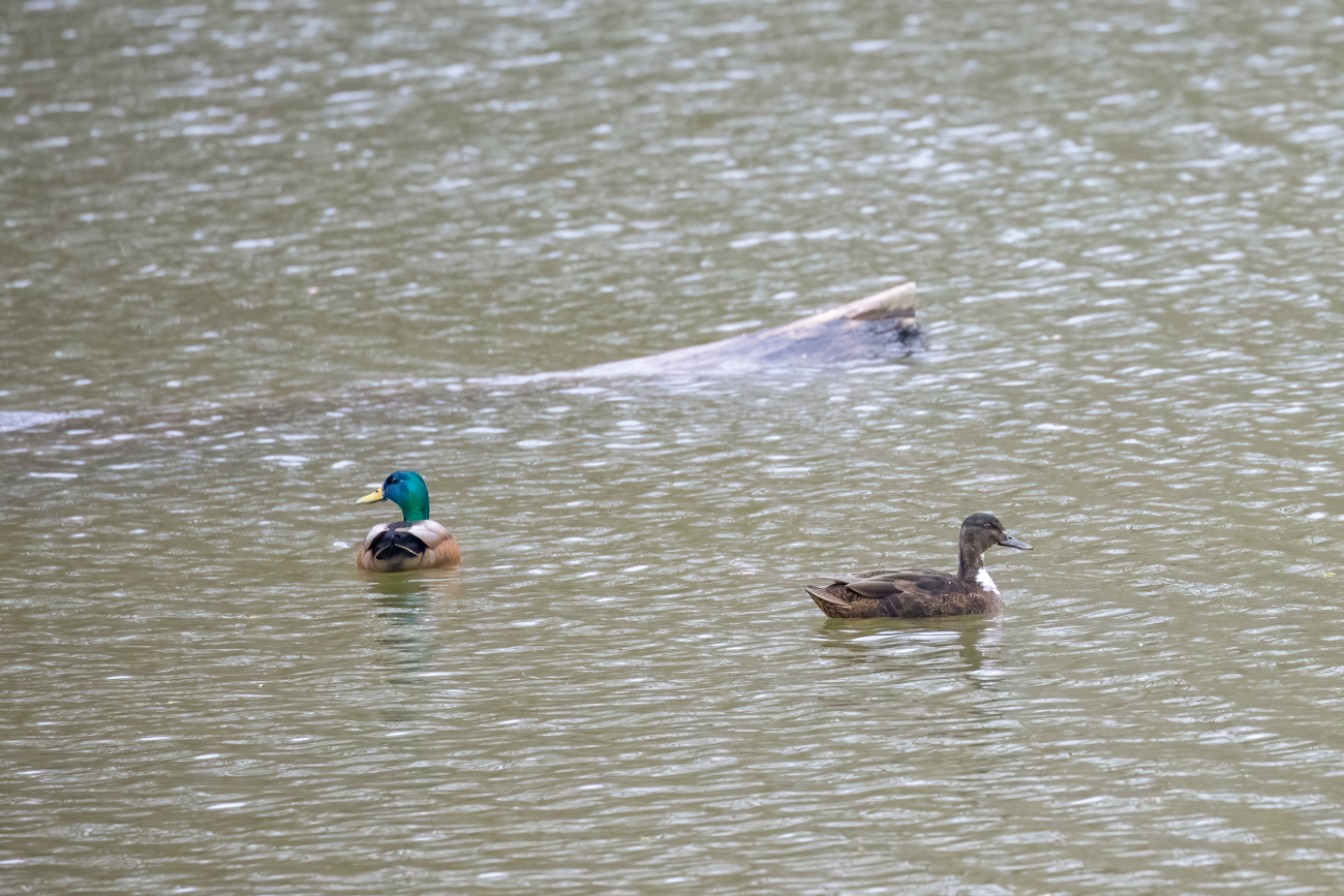 Enten auf dem Altrheinarm