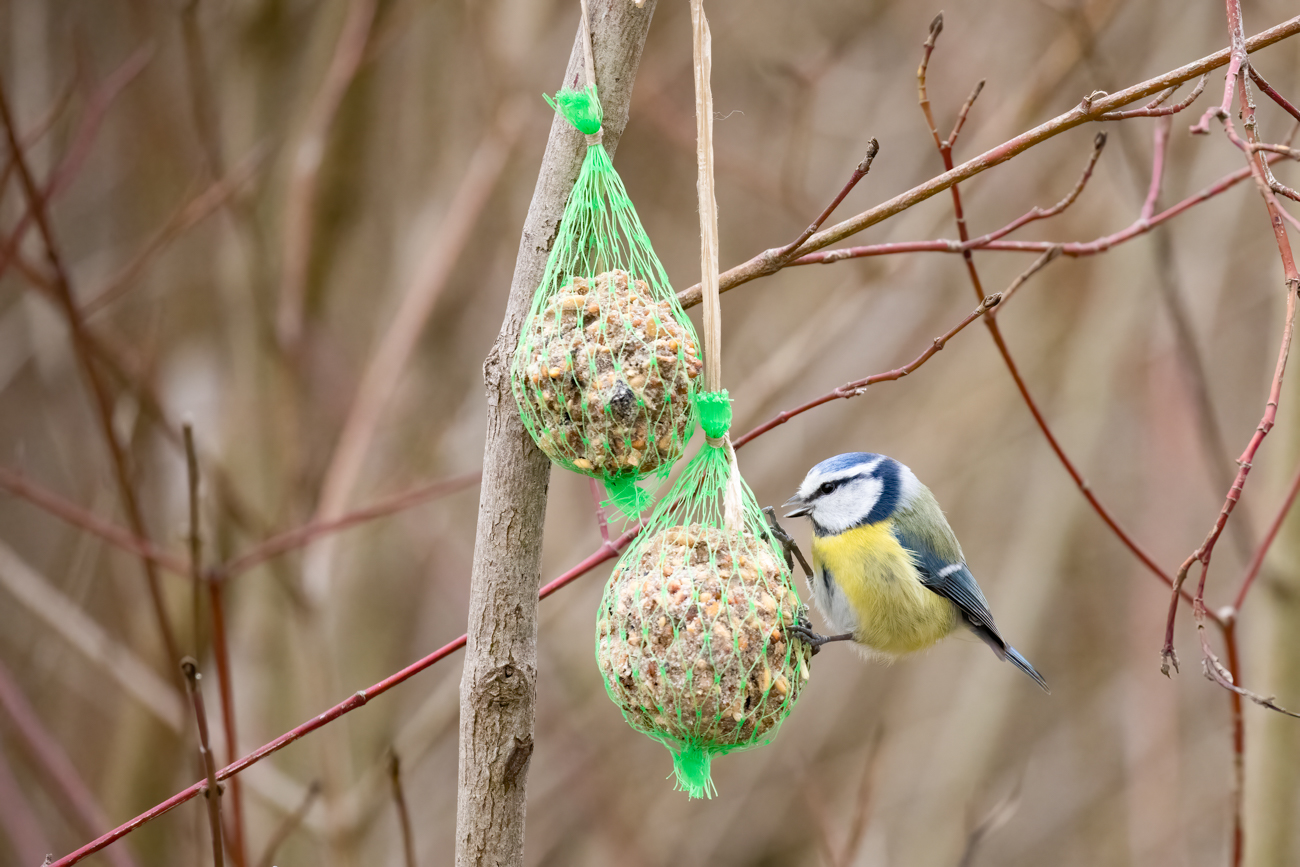Blaumeise am Knödel