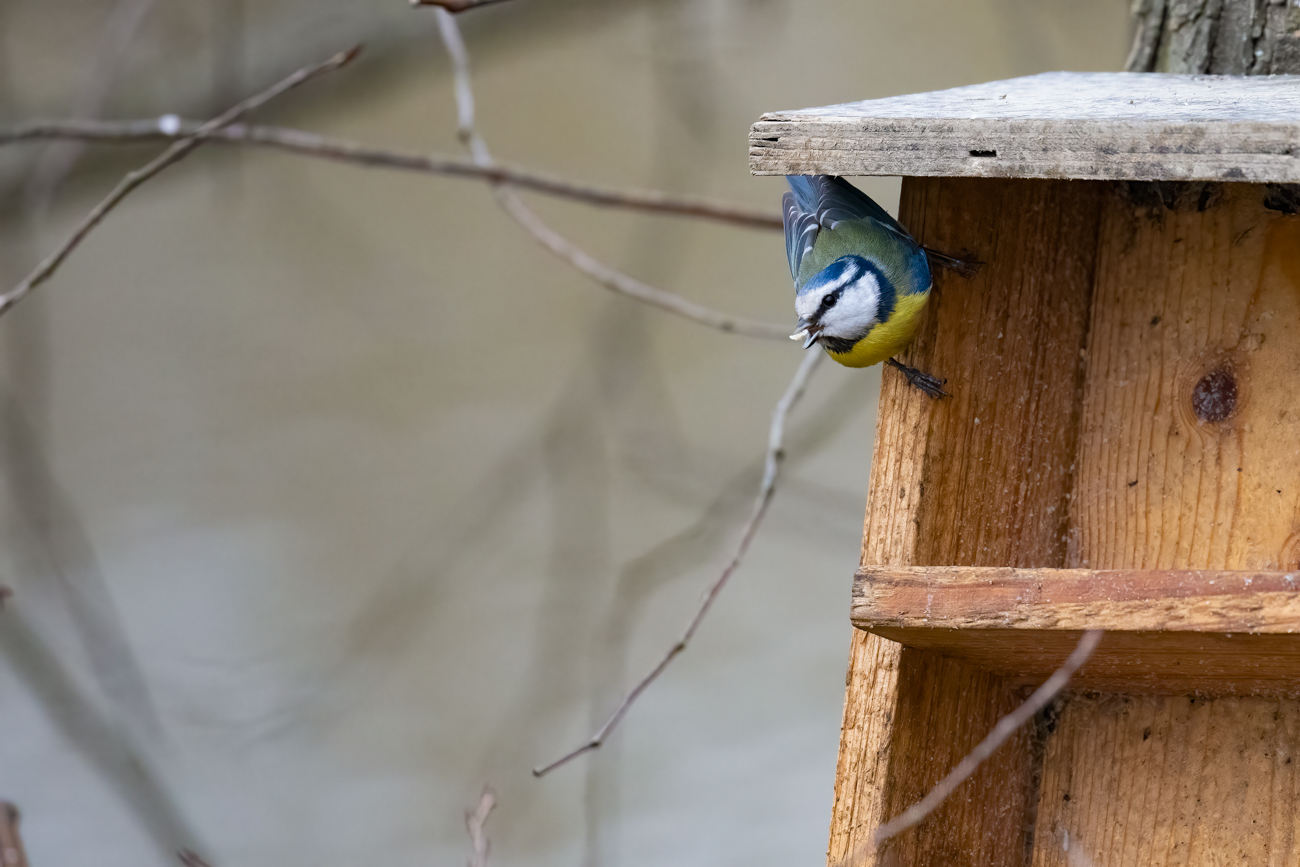 ... und wird von einer Blaumeise verjagt