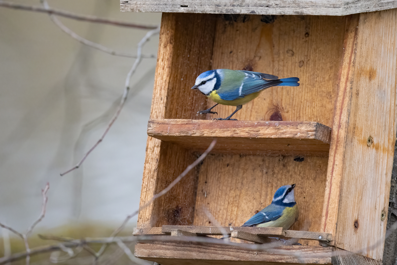Zwei Blaumeisen