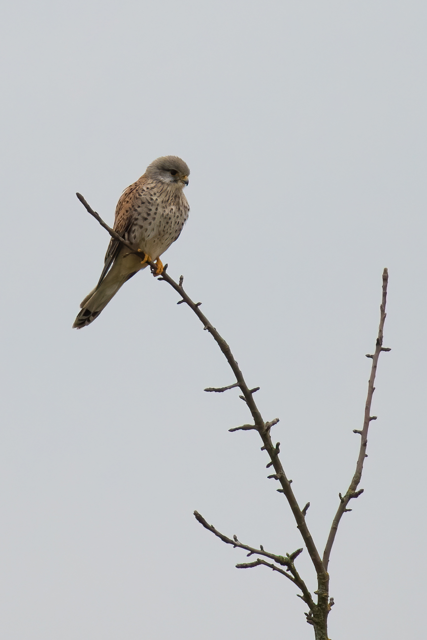 Turmfalke