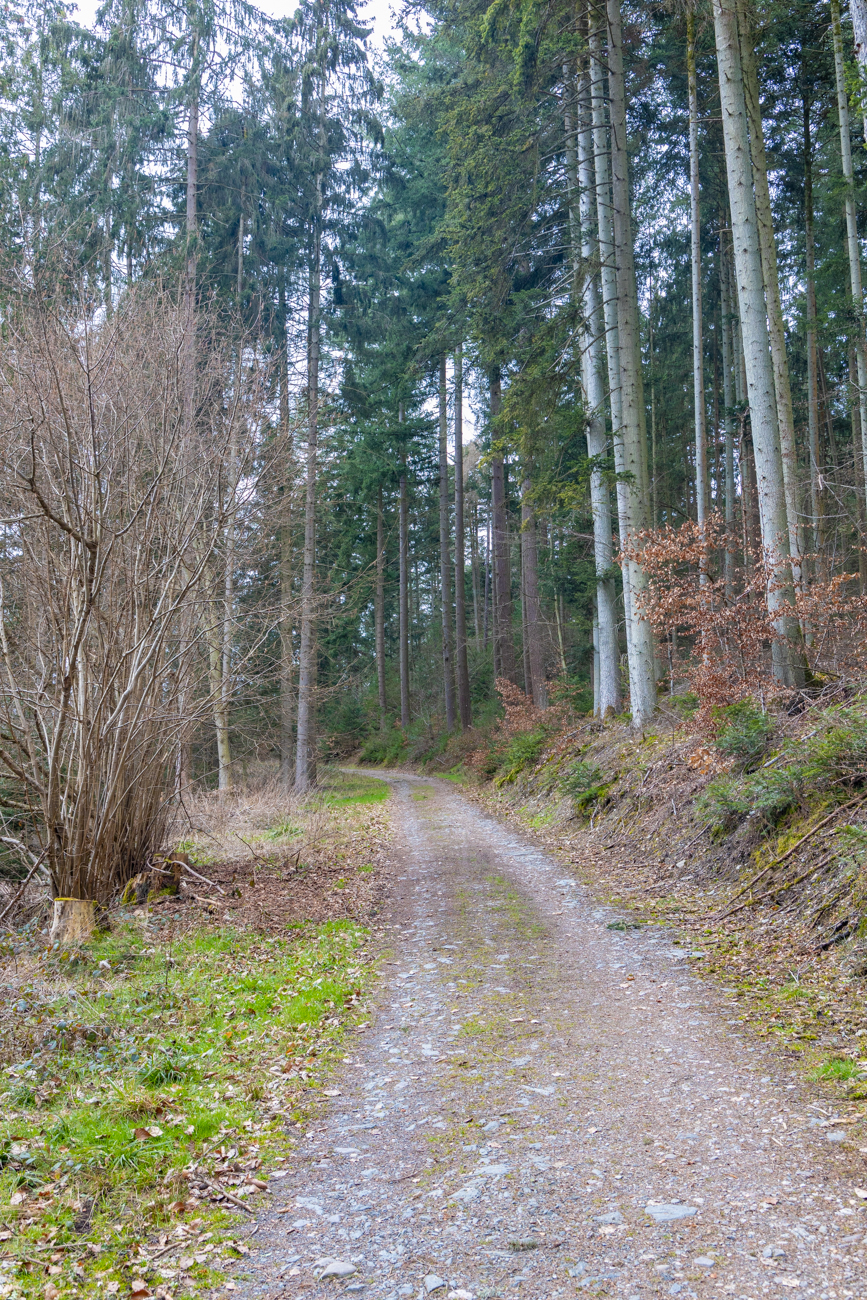 Breite Waldwege führen hoch über der Mosel entlang