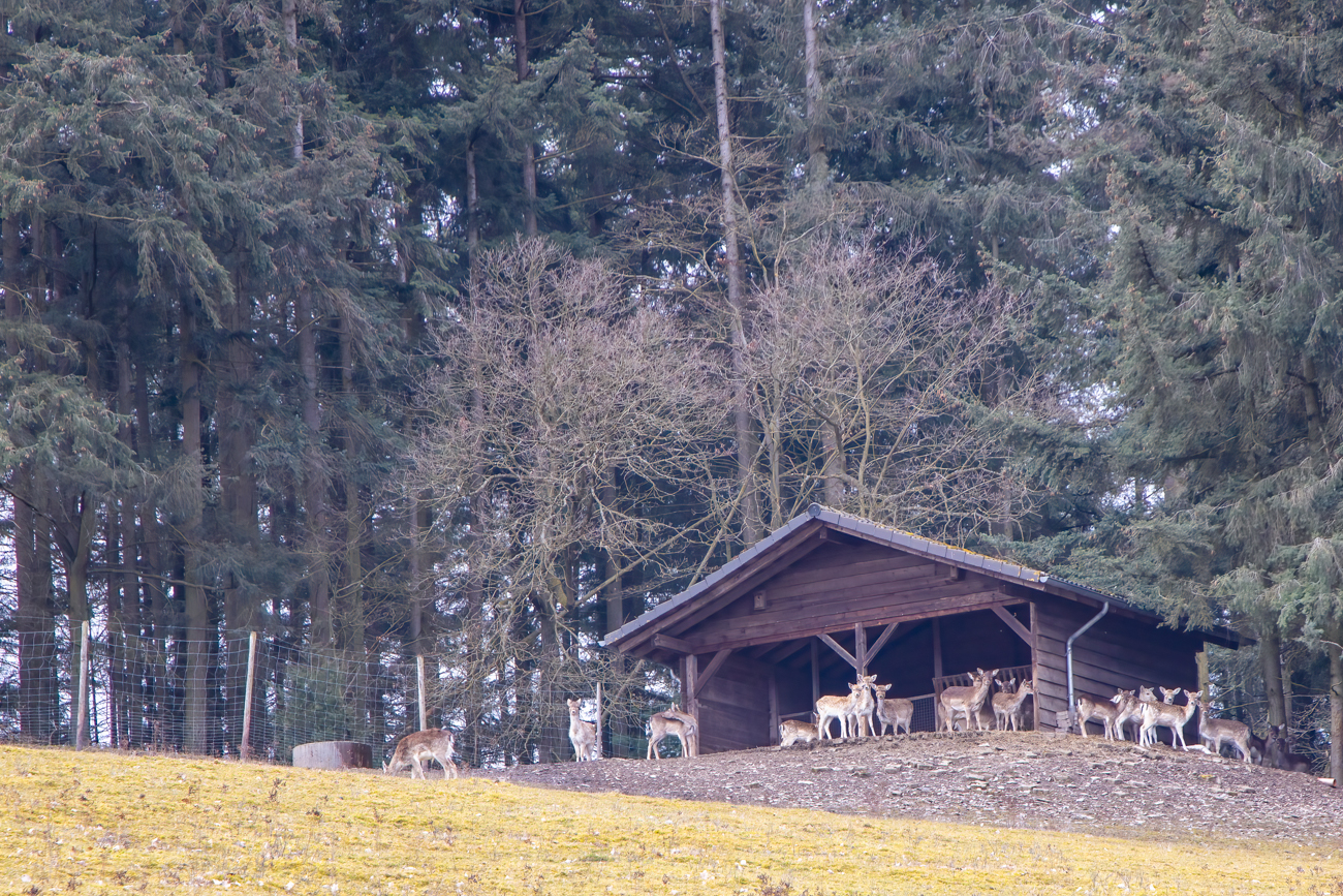 An einem Wildgehege