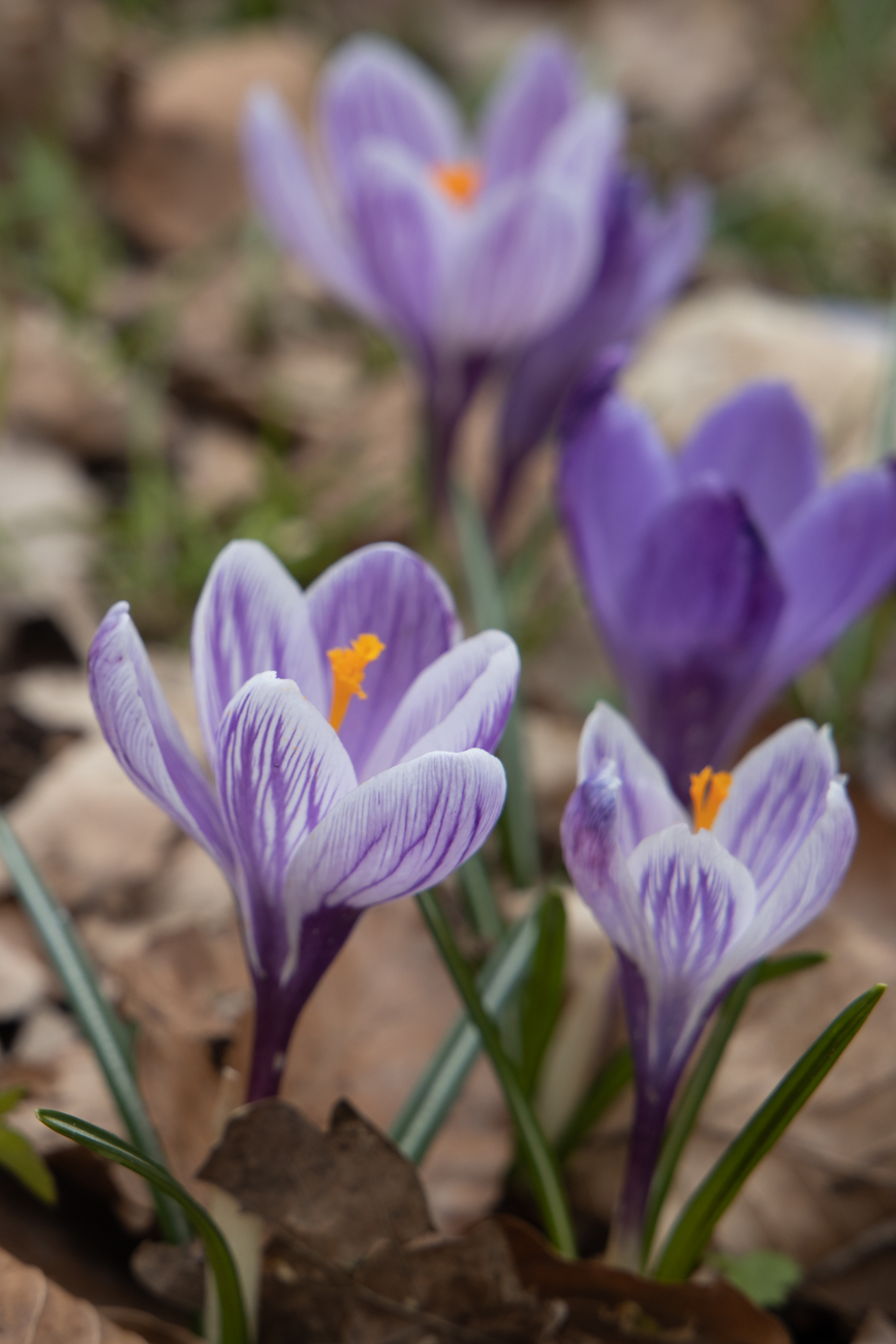 Krokusse