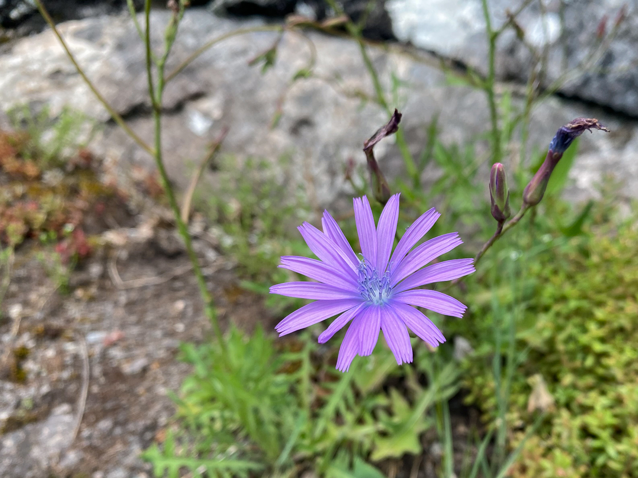 Lattich [Lactuca]