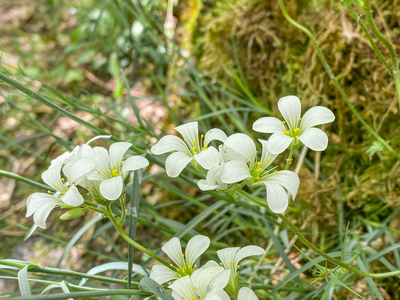 Knöllchen-Steinbrech [Saxifraga granulata]