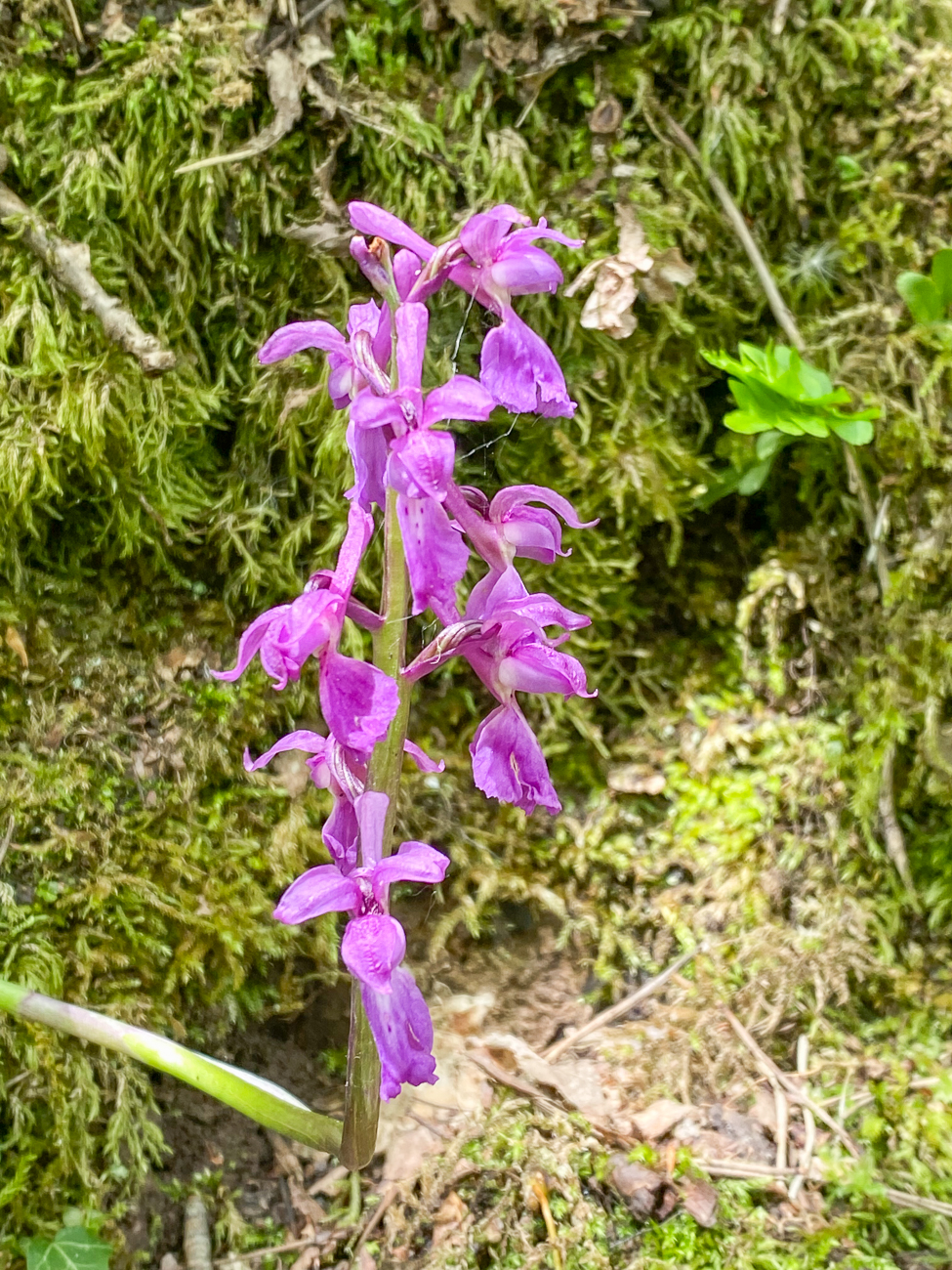 Männliches Knabenkraut [Orchis mascula] auch Kuckucks-Knabenkraut genannt, eine Orchideenart