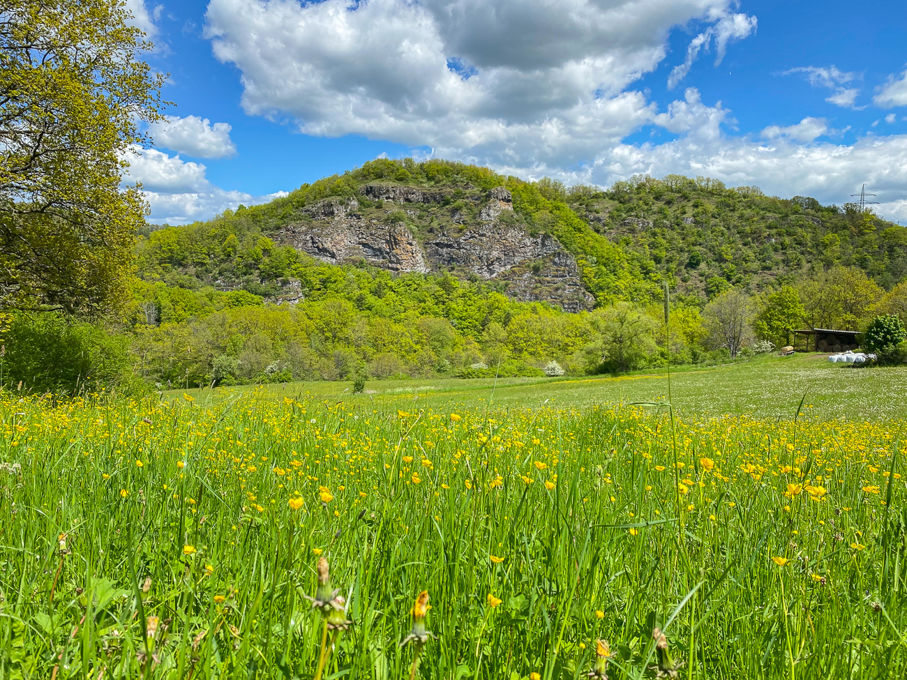 Blumenwiese vor Felsen